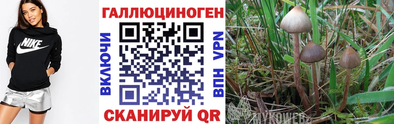 hydra вход  Рошаль  Галлюциногенные грибы Magic Shrooms 